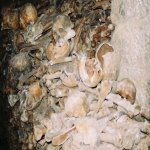 Les catacombes (Paris)