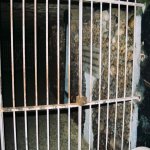 Les catacombes (Paris)