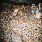 Les catacombes (Paris)