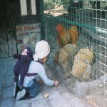 Siam au Jardin d'acclimatation à Paris